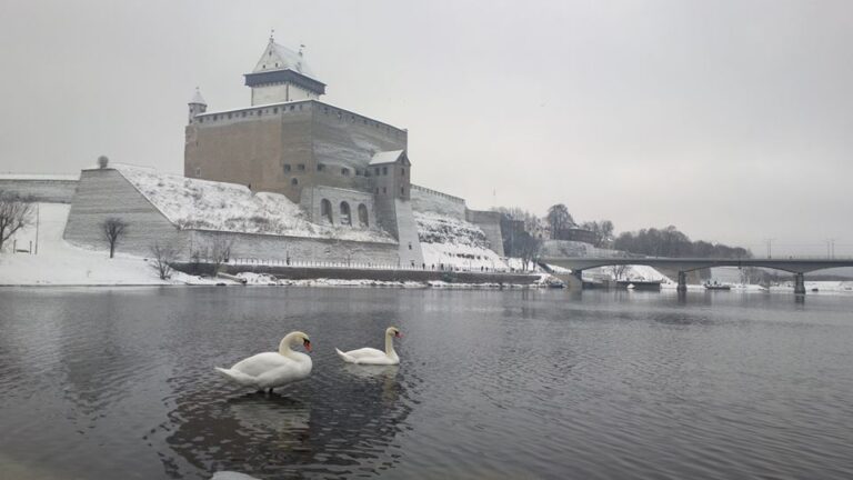 Fotomälestus eelmise aasta sügistalvest. Luikesid pole Maarja Hein varem ega hiljem Narva jõel näinud.