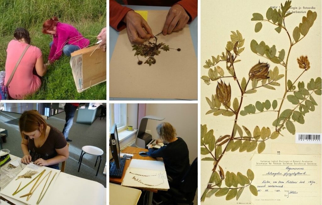 Kutsume koolinoori Eesti Vabariigile sünnipäevaks taimevaramut looma