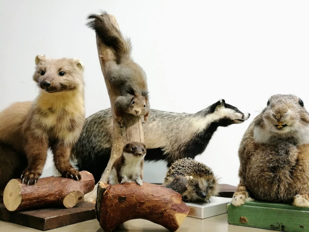 Muuseum tuleb külla