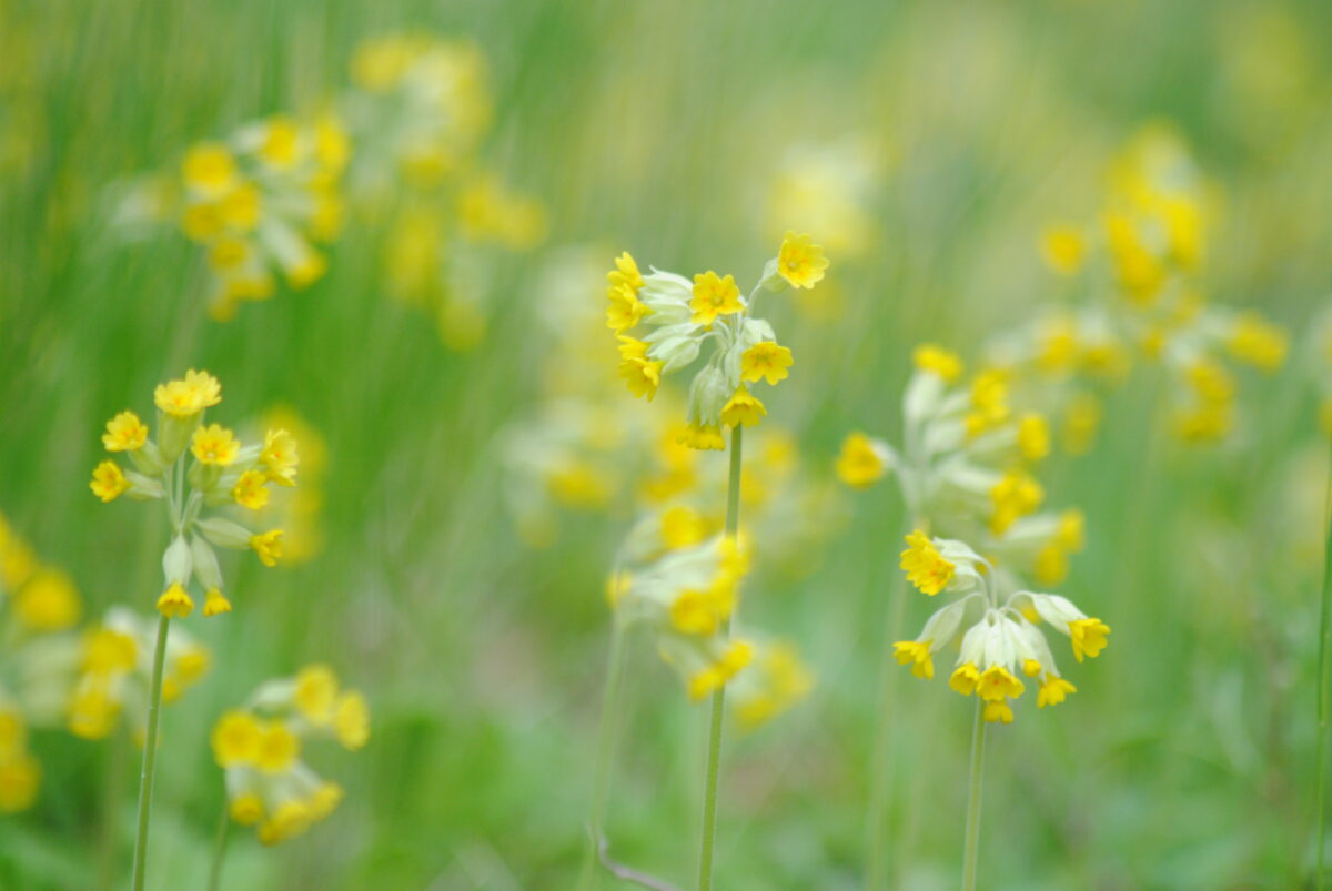 Nurmenukukampaania tuleb sel kevadel taas