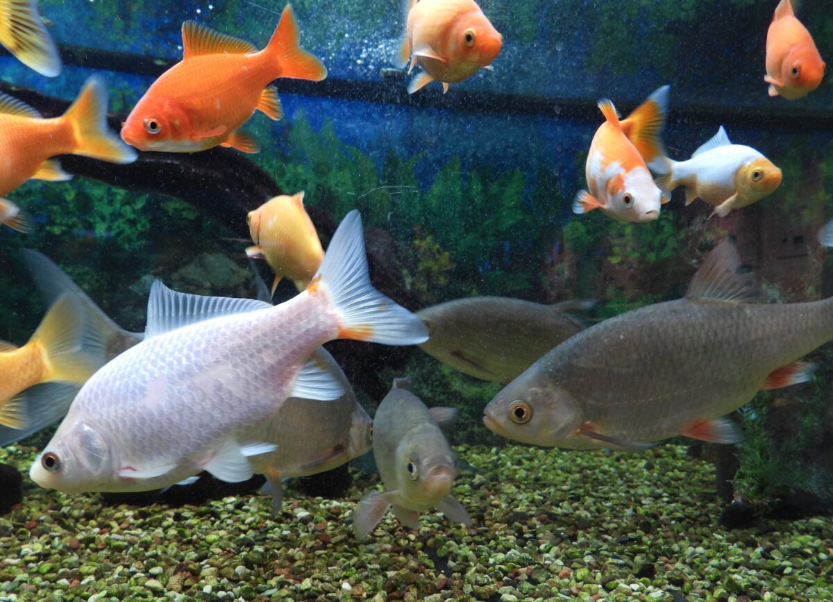 Väike kena kohakene: järvemuuseum Akva:rium