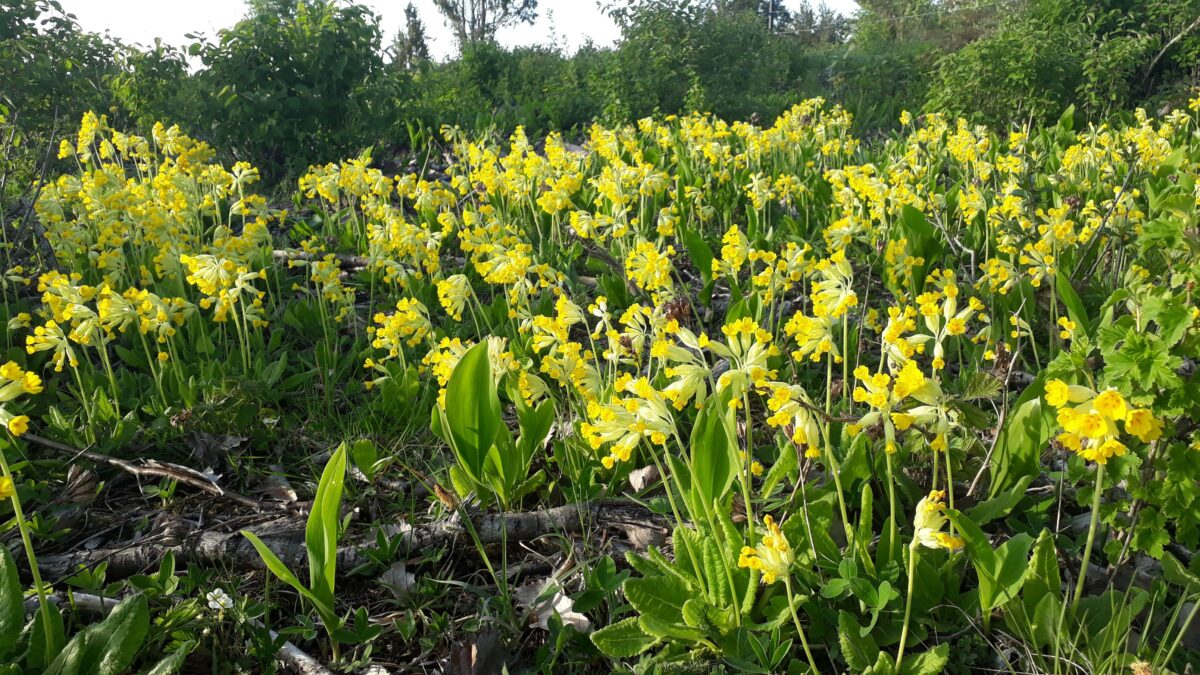 Nurmenukke vaatlema!