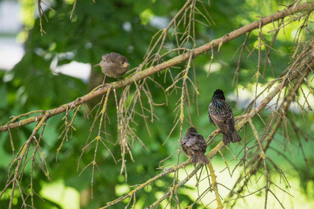 Algab registreerumine üle-eestilisele õpilaste linnuviktoriinile