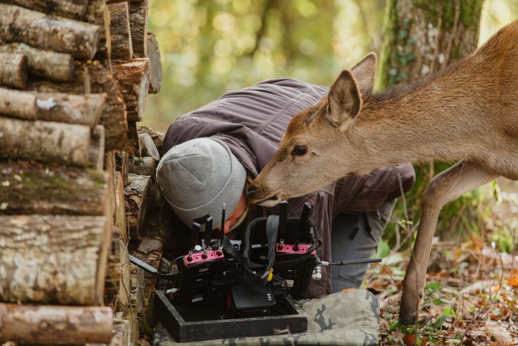 Südamlik film „Bambi. Lugu elust metsas“