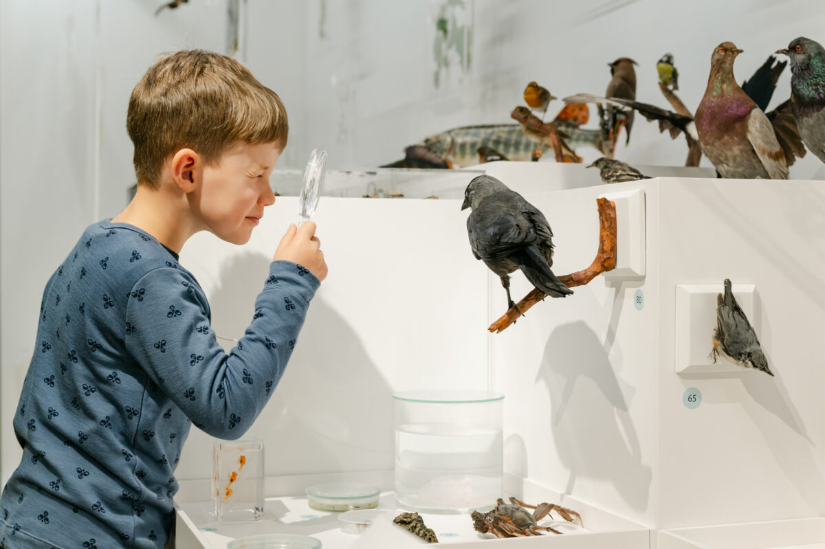 Õppeaasta lõpu seiklus Eesti Loodusmuuseumis!