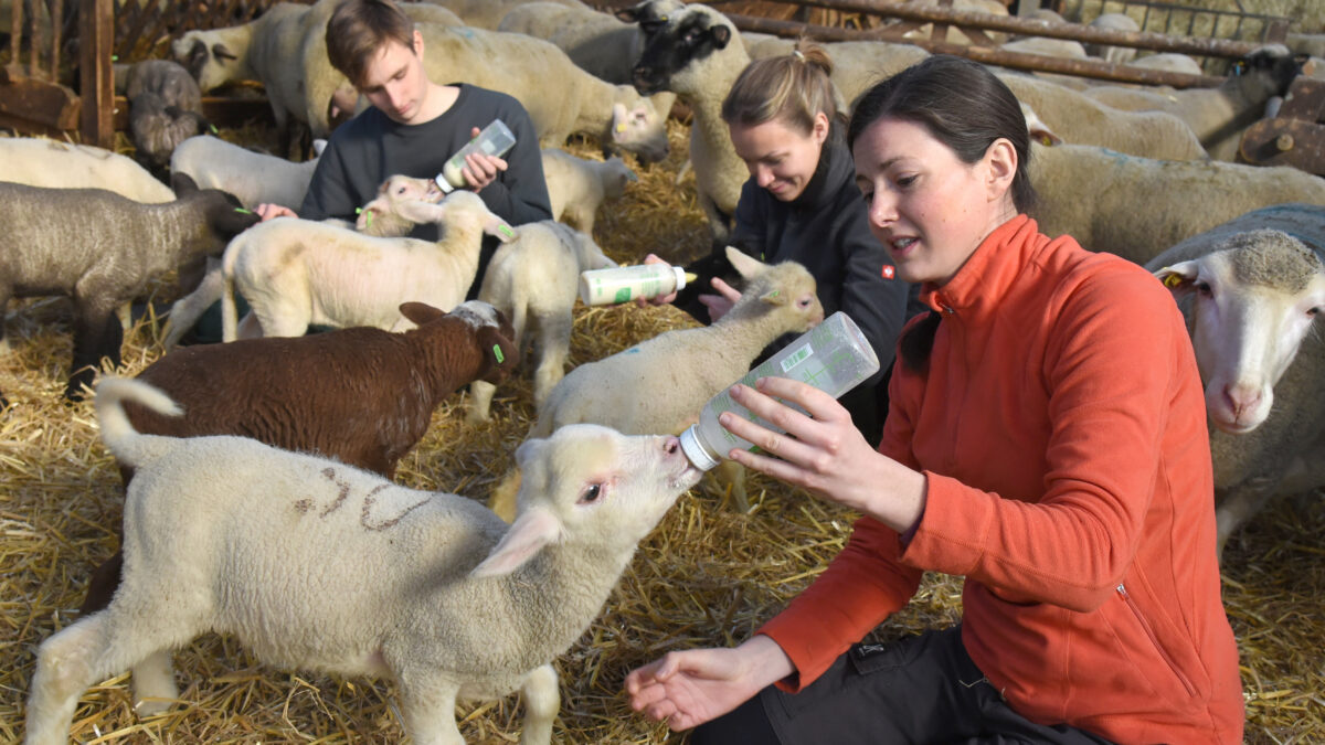 Loomaarstide p&otilde;uda leevendamas